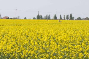 Damwild auf der Flucht, zwischen Plötzin und Glindow