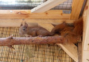 Eichhörnchen, Auswilderung, Borkwalde