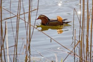 Mandarinente, Haussee, Park Petzow