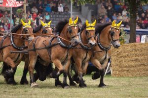 Titanen der Rennbahn 2018