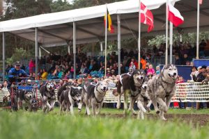 Siberian Huskys, Titanen der Rennbahn