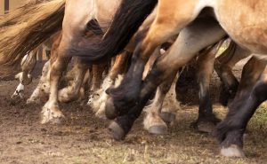 Titanen der Rennbahn 2018