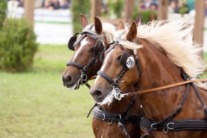 Titanen der Rennbahn 2018