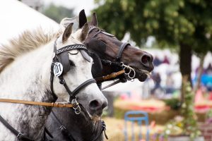 Titanen der Rennbahn 2018