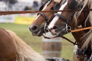 Titanen der Rennbahn 2018