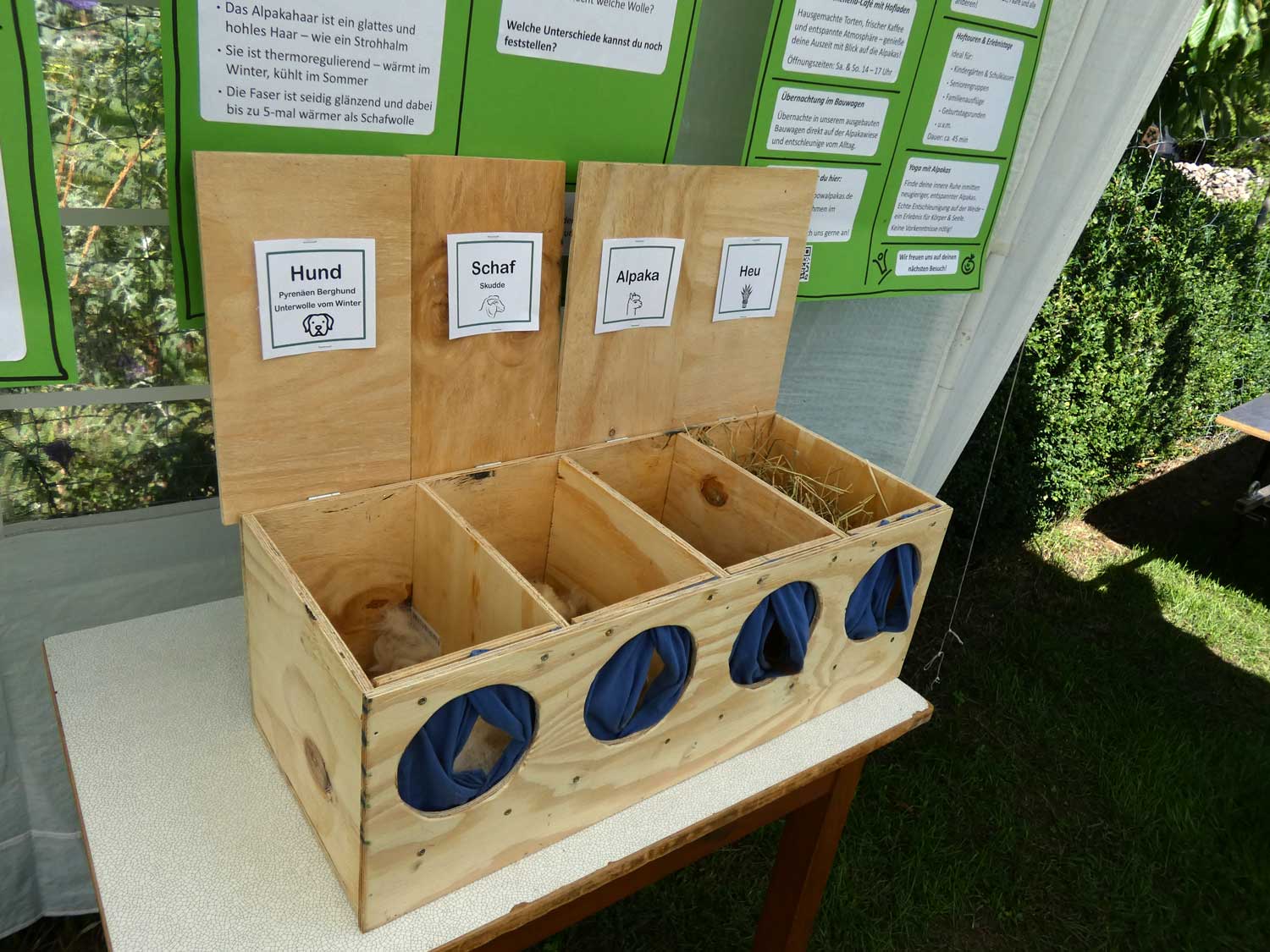 RainbowAlpaka, Rietz, Alpaka