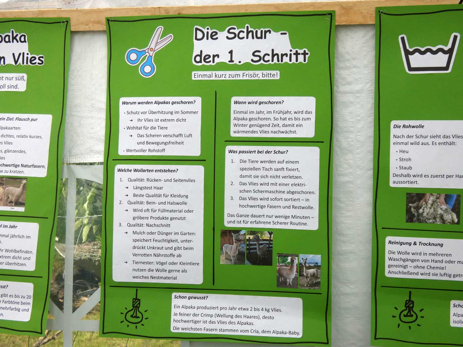 RainbowAlpaka, Rietz, Alpaka