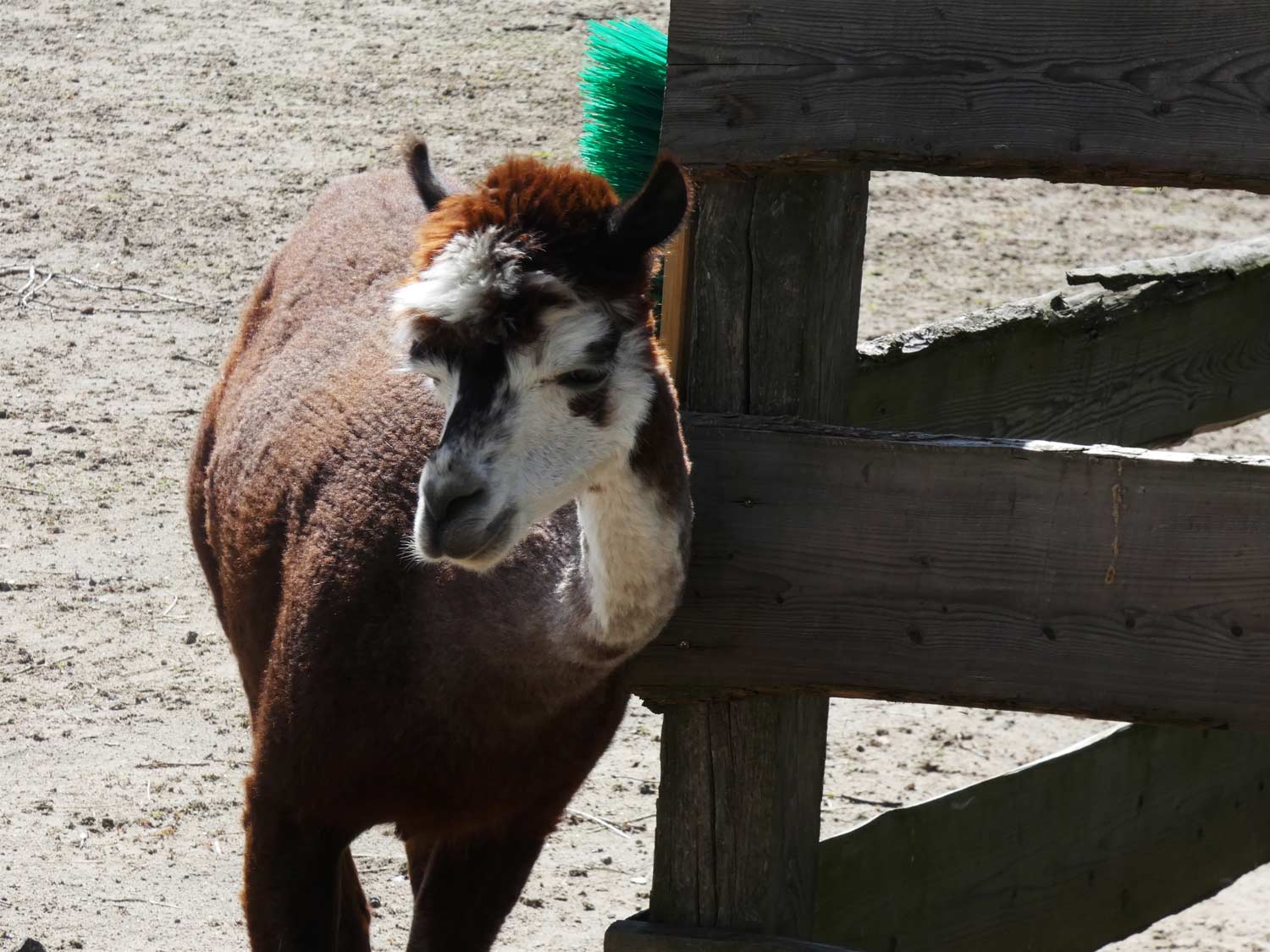 RainbowAlpaka, Rietz, Alpaka