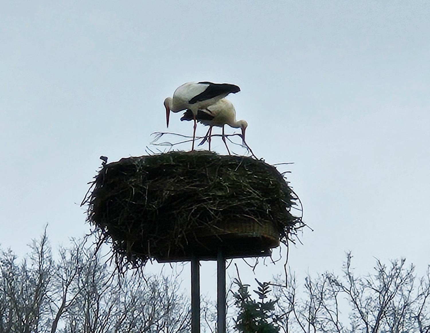 Störche, Trebitz, Horst