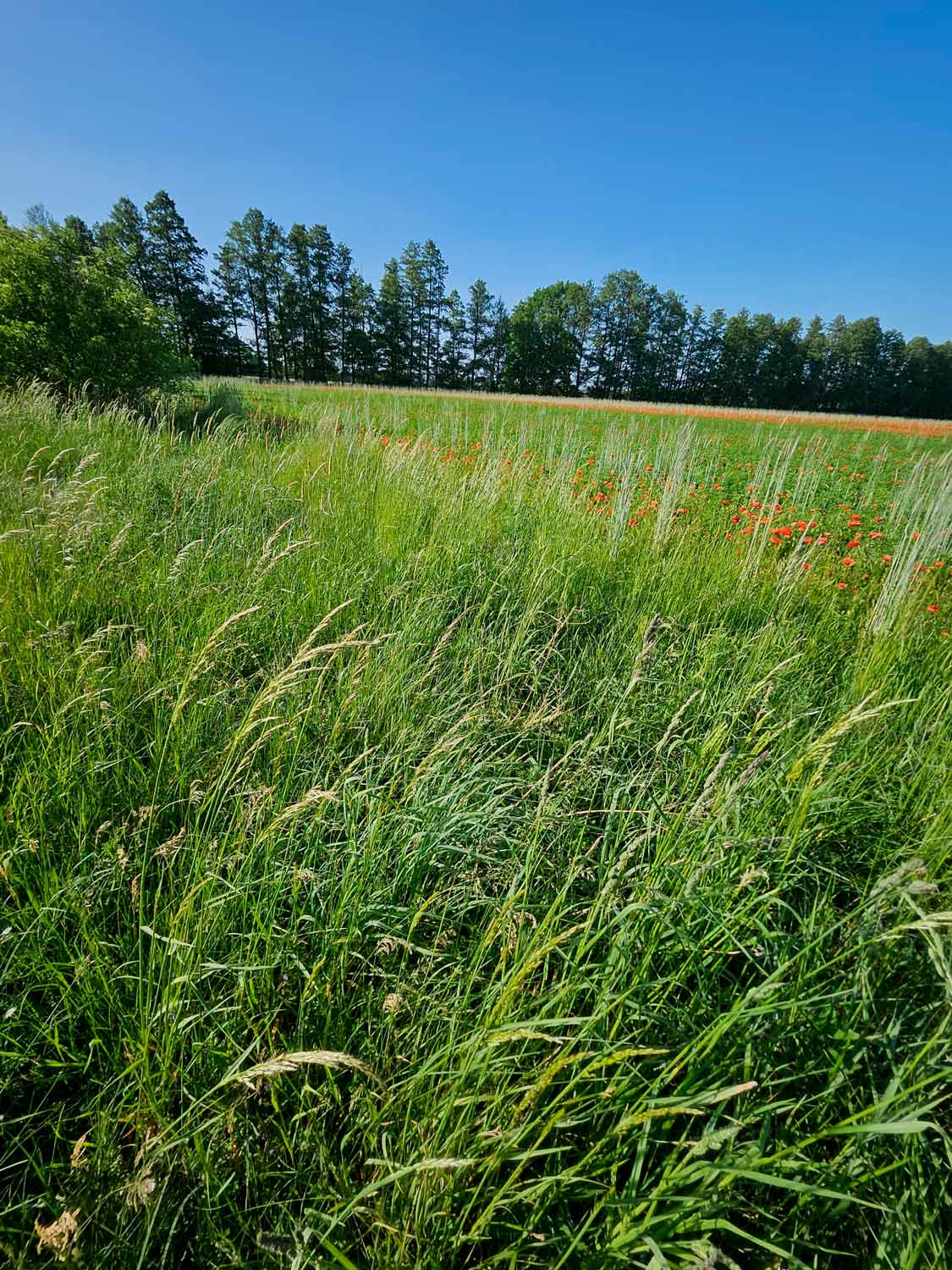 Feld bei Lucksfleiß