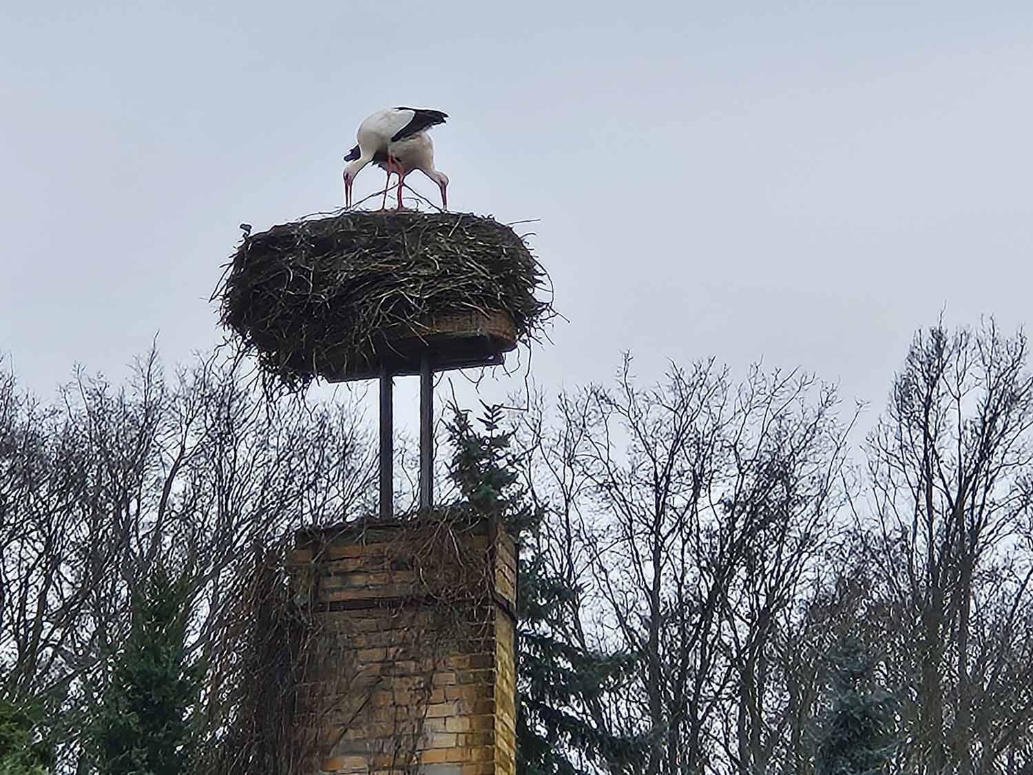 Trebitz, Störche, Storchrettung