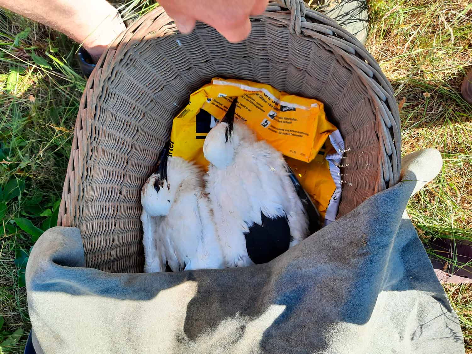 Trebitz, Störche, Storchrettung