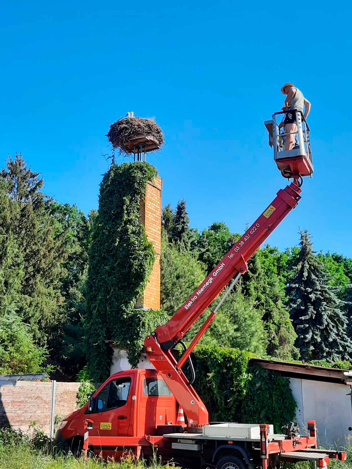 Trebitz, Störche, Storchrettung